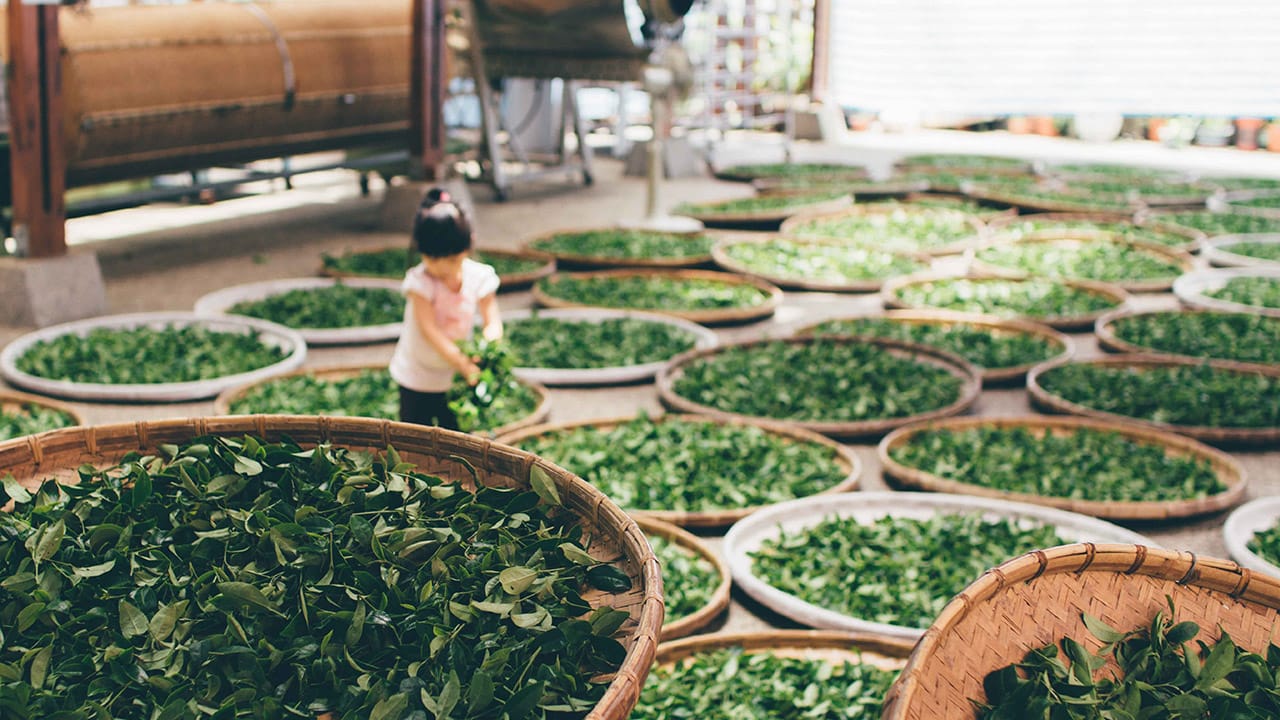 tsaiga-qhQEyyHWrAQ-unsplash.jpg Dried Tulsi Leaves | Immunity Booster | 200 g