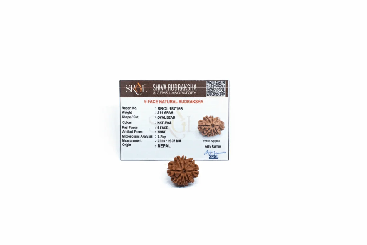 Original 9 Mukhi Rudraksha – Natural Bead | Certified & Energized for Power, Protection & Shakti - Image 4