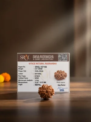 9mukhi_Image_hh679khh679khh67.webp Original 9 Mukhi Rudraksha – Natural Bead | Certified & Energized for Power, Protection & Shakti