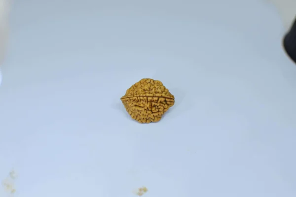 Original 2 Mukhi Rudraksha – Natural Bead | Certified & Energized for Relationships & Harmony - Image 2