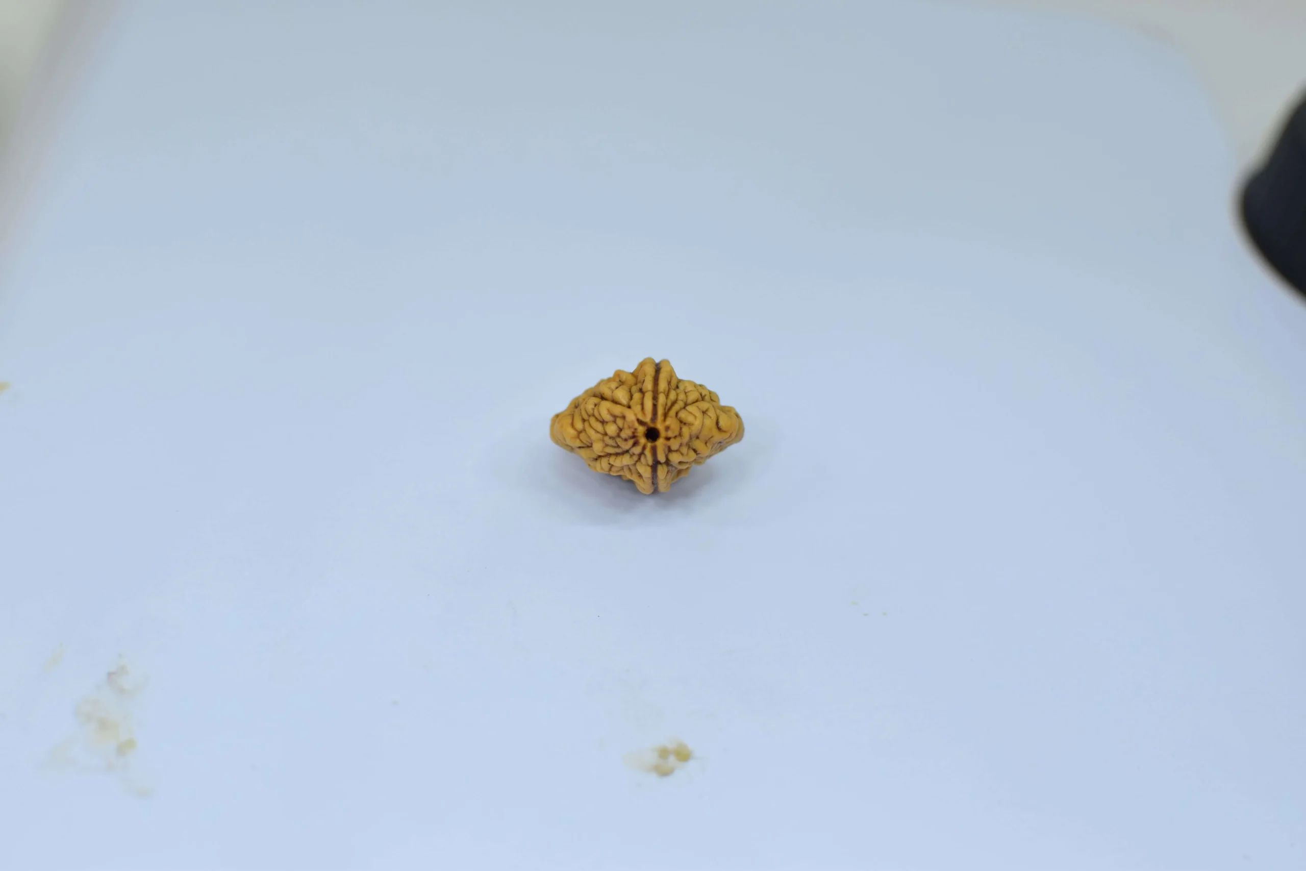Original 2 Mukhi Rudraksha – Natural Bead | Certified & Energized for Relationships & Harmony - Image 4
