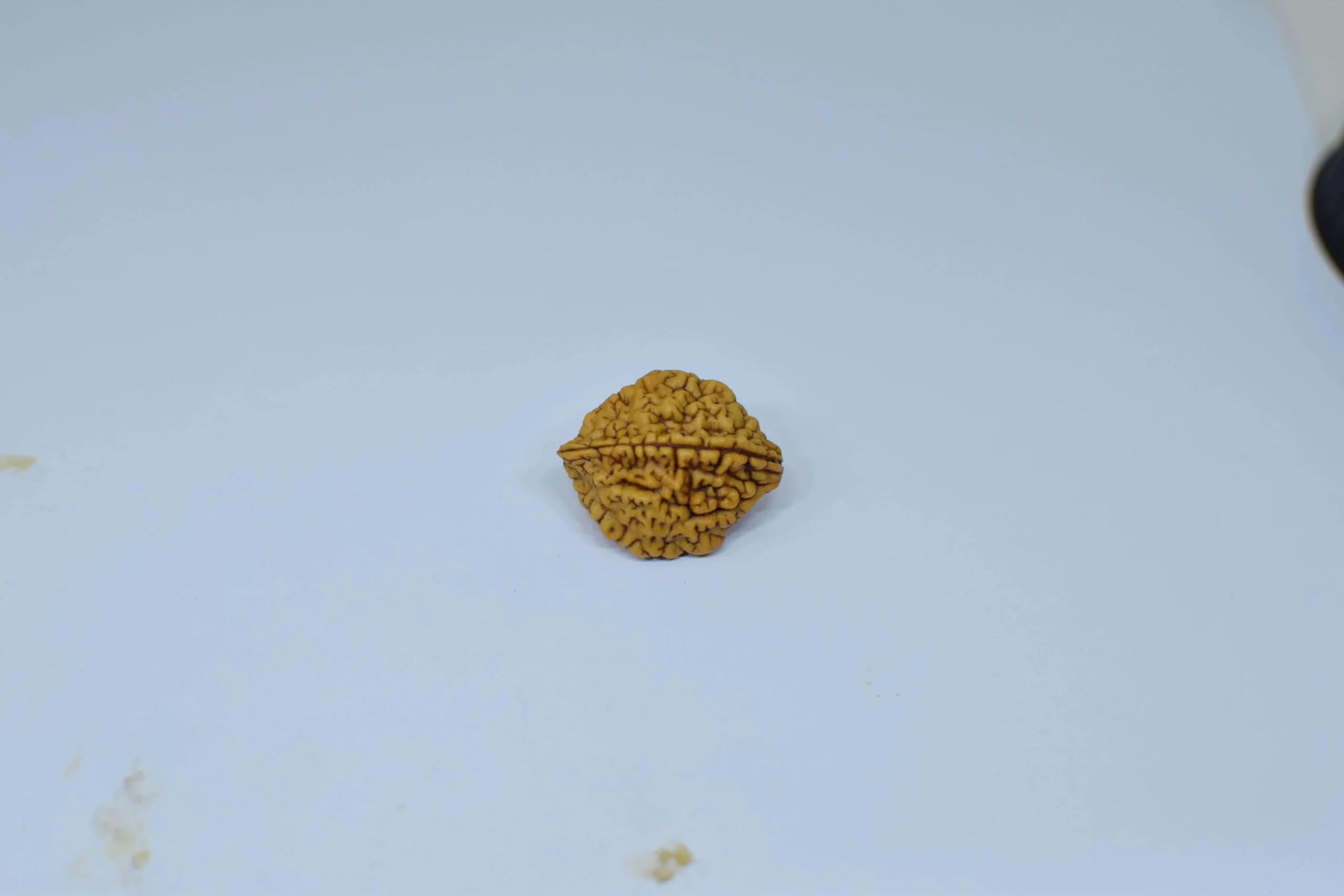 Original 2 Mukhi Rudraksha – Natural Bead | Certified & Energized for Relationships & Harmony - Image 3