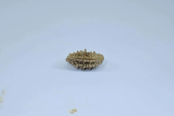Original 1 Mukhi Rudraksha – Rare Natural Bead | Certified & Energized for Moksha & Divine Blessings - Image 5