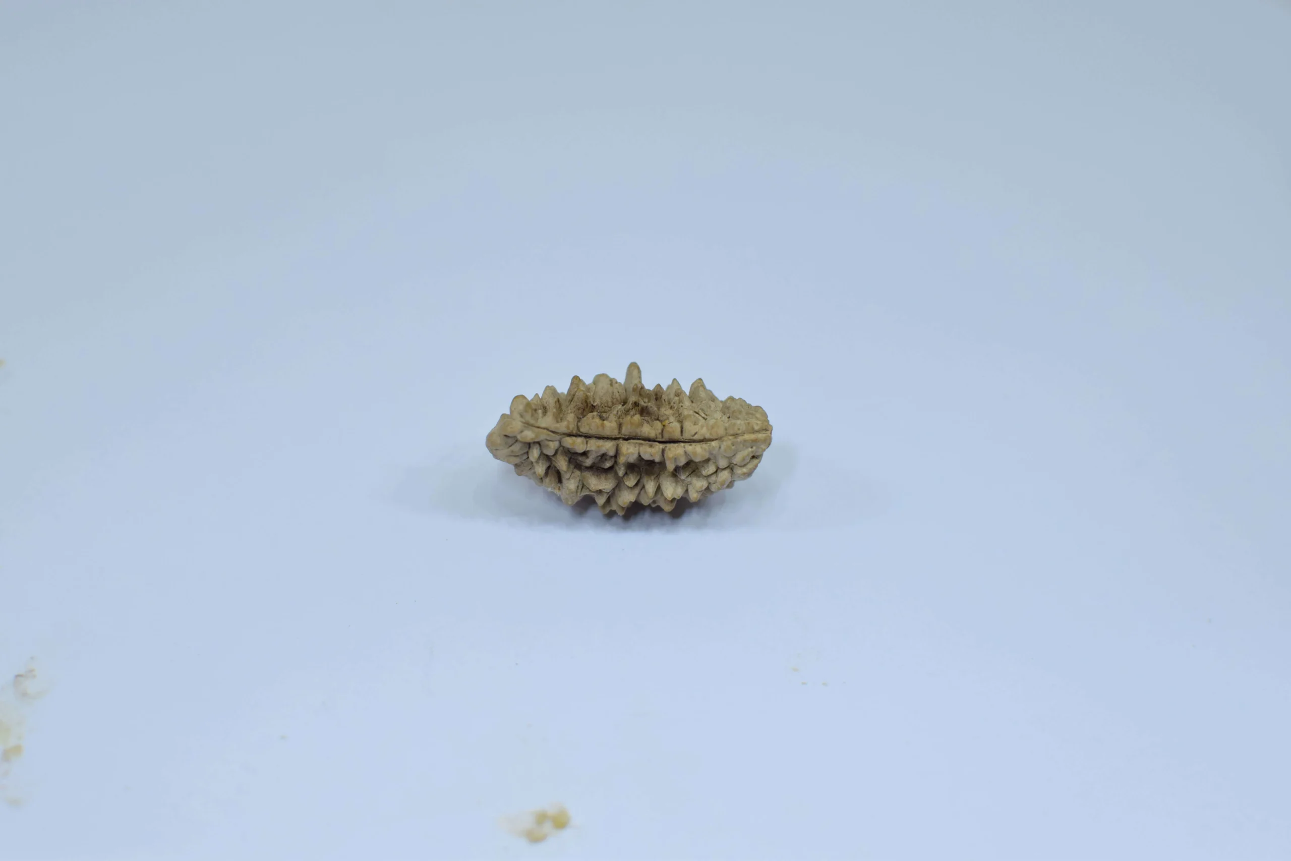Original 1 Mukhi Rudraksha – Rare Natural Bead | Certified & Energized for Moksha & Divine Blessings - Image 5