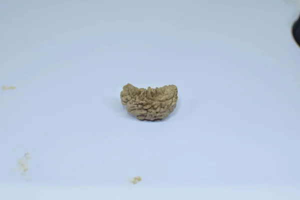 Original 1 Mukhi Rudraksha – Rare Natural Bead | Certified & Energized for Moksha & Divine Blessings - Image 3