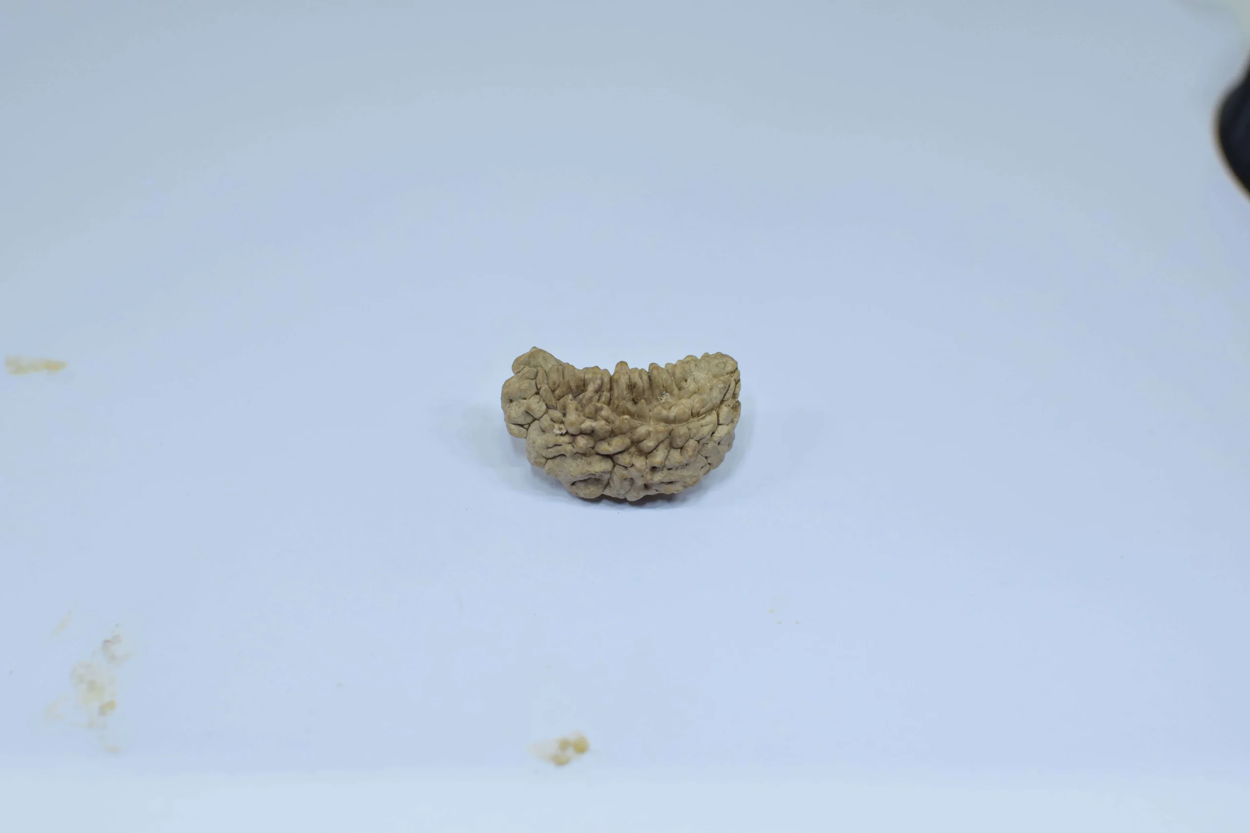 Original 1 Mukhi Rudraksha – Rare Natural Bead | Certified & Energized for Moksha & Divine Blessings - Image 3