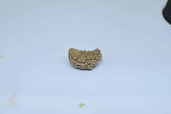 Original 1 Mukhi Rudraksha – Rare Natural Bead | Certified & Energized for Moksha & Divine Blessings - Image 4