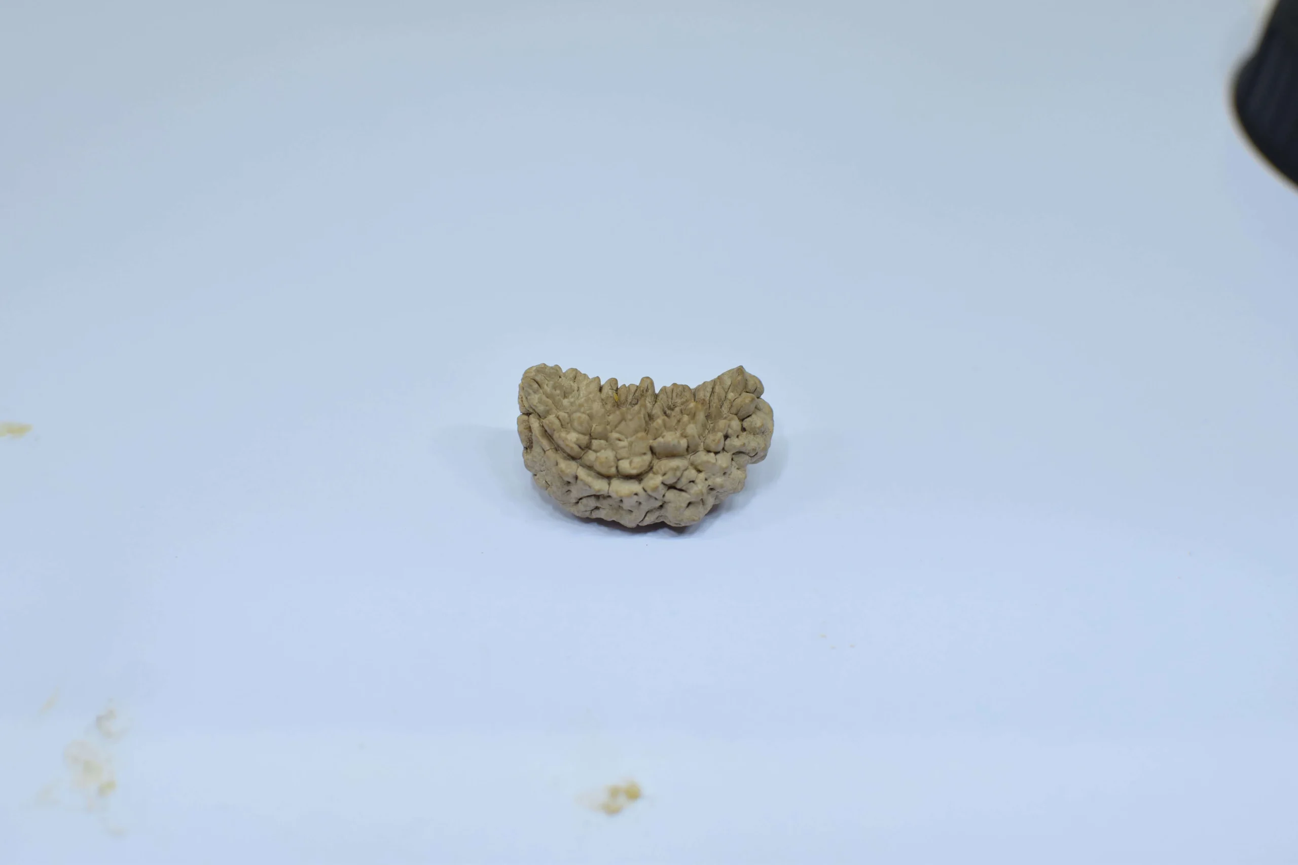 Original 1 Mukhi Rudraksha – Rare Natural Bead | Certified & Energized for Moksha & Divine Blessings - Image 4