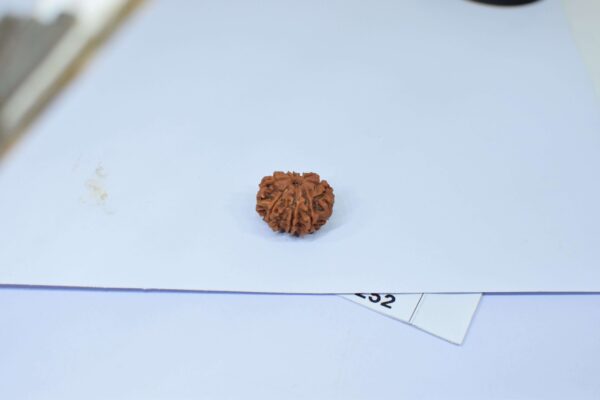 Original 9 Mukhi Rudraksha – Natural Bead | Certified & Energized for Power, Protection & Shakti - Image 5