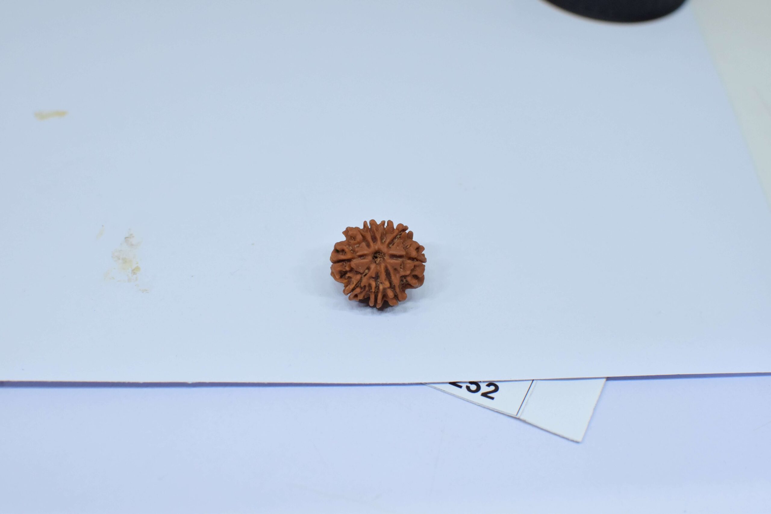 Original 9 Mukhi Rudraksha – Natural Bead | Certified & Energized for Power, Protection & Shakti - Image 3