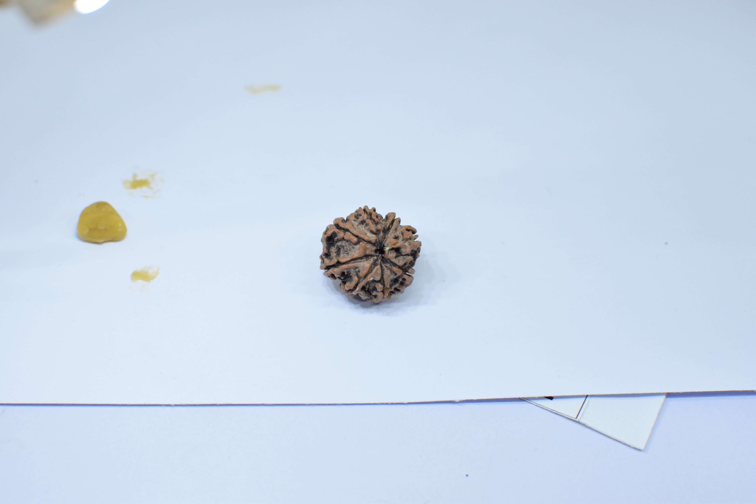 Original 8 Mukhi Rudraksha, Natural Bead | Certified & Energized for Obstacles Removal & Rahu Dosh Shanti - Image 3
