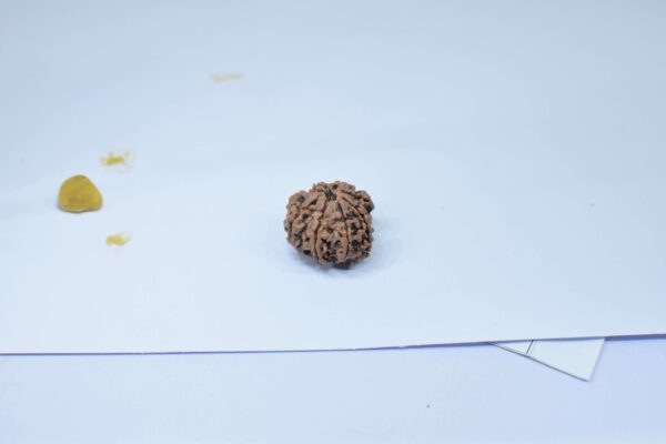 Original 8 Mukhi Rudraksha, Natural Bead | Certified & Energized for Obstacles Removal & Rahu Dosh Shanti - Image 4