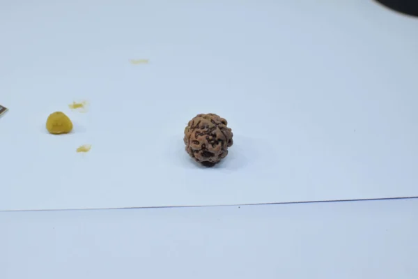 Original 4 Mukhi Rudraksha – Natural Bead | Certified & Energized for Knowledge & Creativity - Image 4