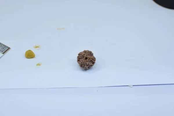 Original 4 Mukhi Rudraksha – Natural Bead | Certified & Energized for Knowledge & Creativity - Image 5