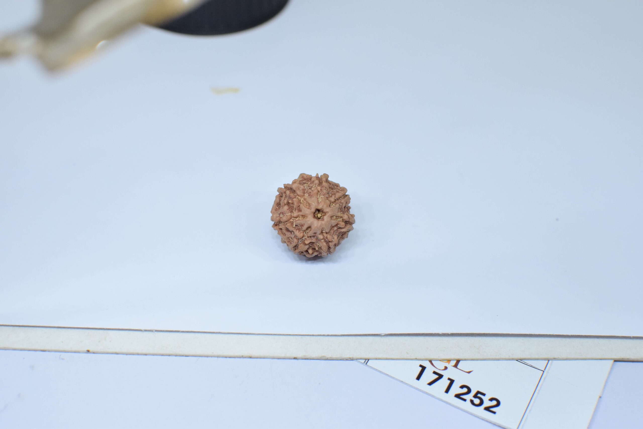 Original 7 Mukhi Rudraksha – Natural Bead | Certified & Energized for Wealth, Career & Prosperity - Image 3