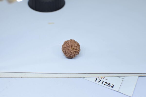 Original 7 Mukhi Rudraksha – Natural Bead | Certified & Energized for Wealth, Career & Prosperity - Image 4
