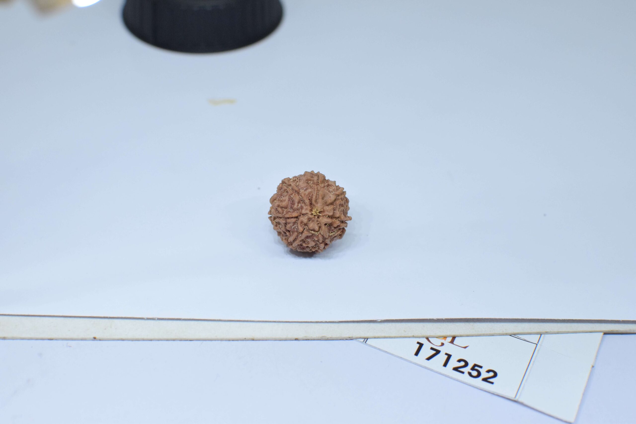 Original 7 Mukhi Rudraksha – Natural Bead | Certified & Energized for Wealth, Career & Prosperity - Image 4