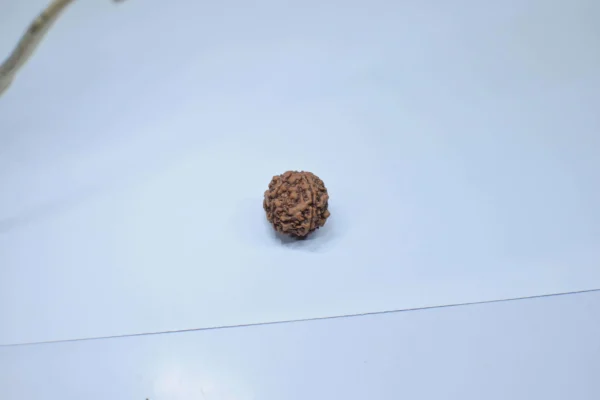 Original 5 Mukhi Rudraksha - Natural Bead | Certified & Energized for Health, Peace & Spiritual Growth - Image 3